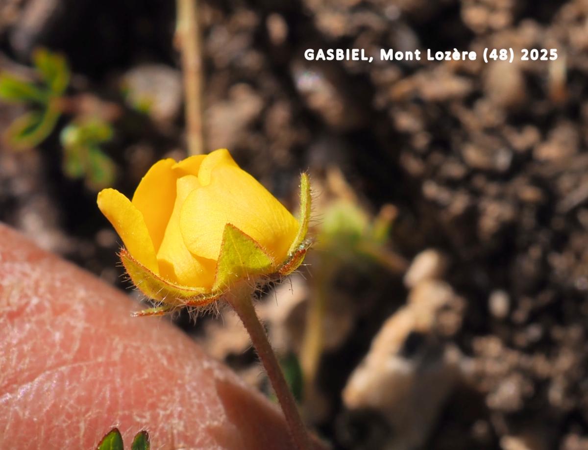 Cinqfoil, Seven-leaved flower